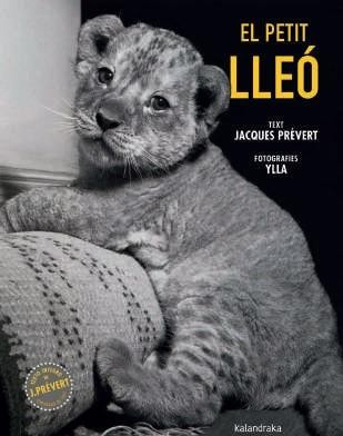 El petit lleó